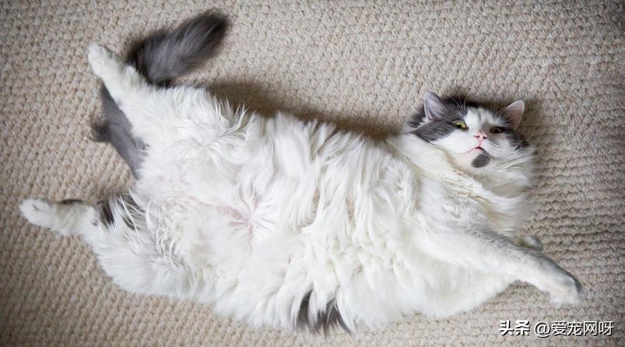 母猫产前知识,母猫分娩前的征兆