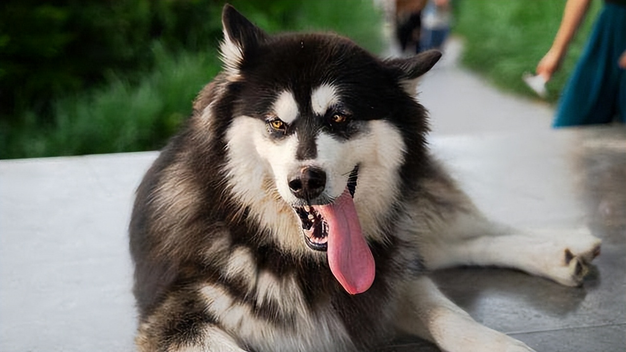 阿拉斯加一般怎么养,养阿拉斯加有财气吗