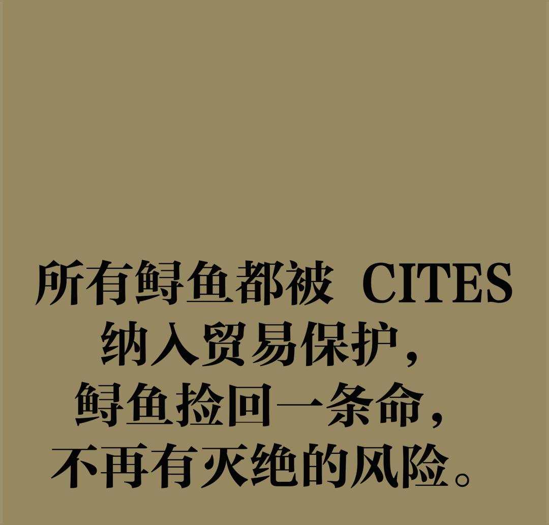 鱼籽酱的阶层跃升拯救了鲟鱼，但人类真的能「支配自然」吗？