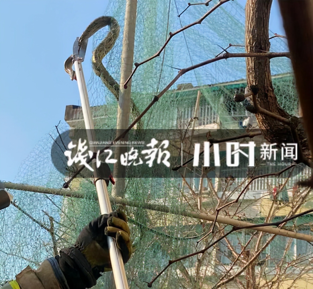 一小区楼下现巨型蟒蛇,一小区发现巨型蟒蛇