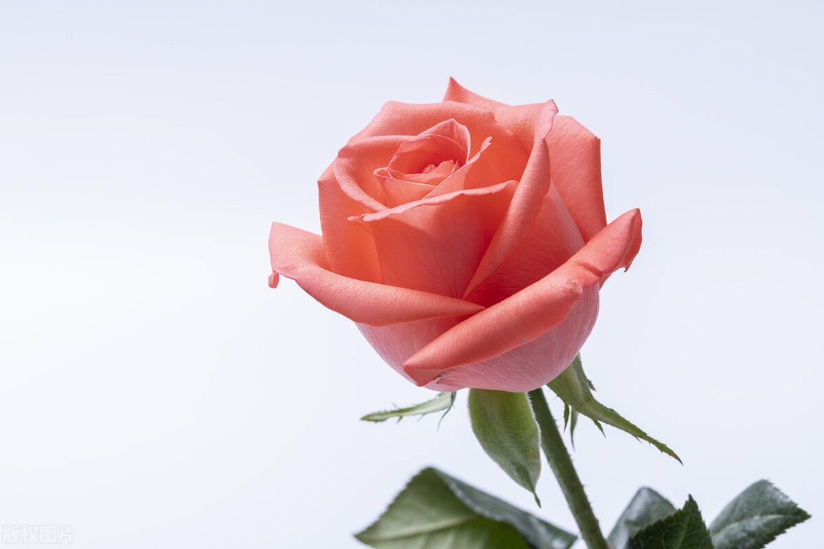 送玫瑰的正确方式,送玫瑰花的图片数量和意义