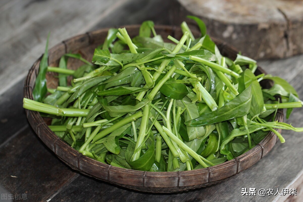 鱼塘水培空心菜教学视频,鱼塘水培空心菜能完全泡水里吗