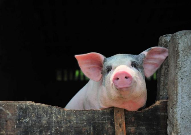 预防猪中暑的小妙招你知道吗,猪中暑的表现症状