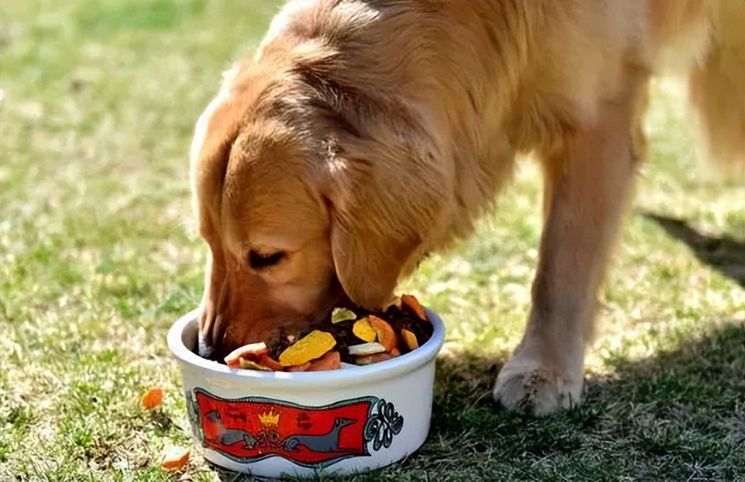 原来狗狗的交配方式，有那么多种