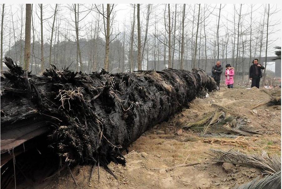 一棵树价值十亿,金丝楠木是最贵的树木吗