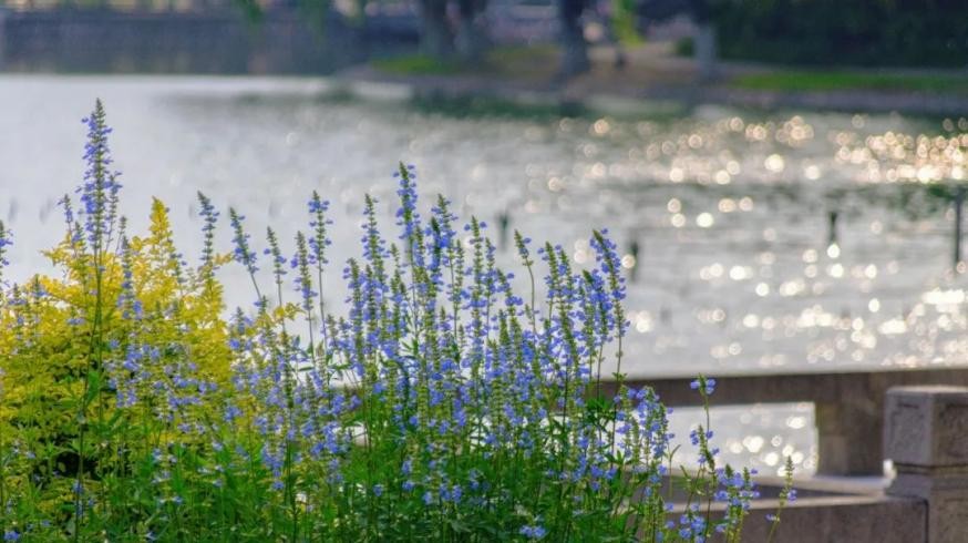 新闻SHU递｜上海大学近期要闻集锦（截止至6月19日）