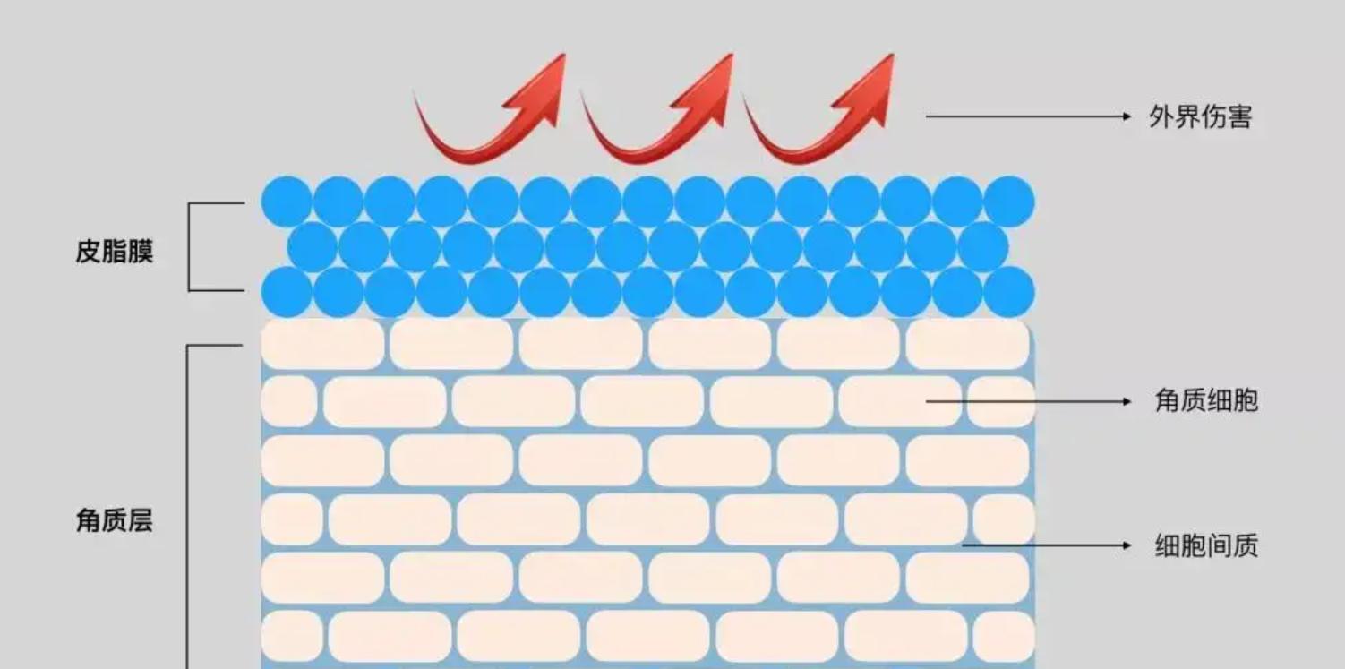 洗澡搓下来的黑泥显微镜放大100倍,洗澡搓下的黑泥用显微镜放大