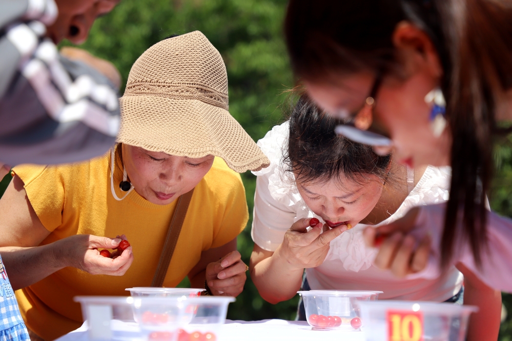 红玛瑙樱桃米易,米易县樱桃红