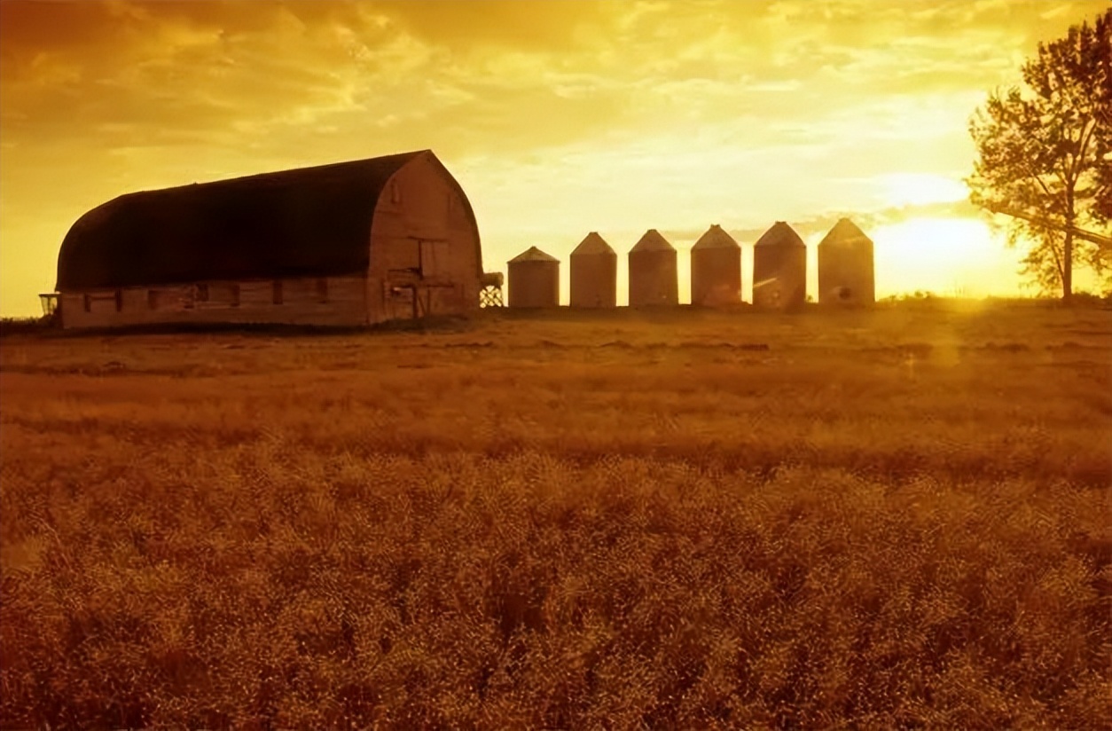 亚麻酸的重要性视频,查询阿尔法亚麻酸对人体的重要性
