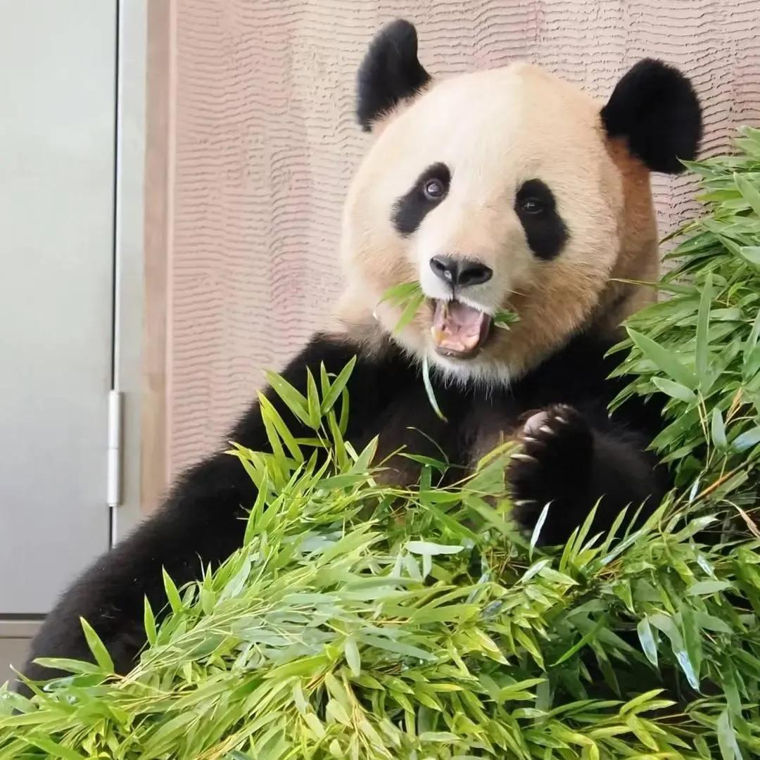 熊猫界几大家族,熊猫的种类有多少种