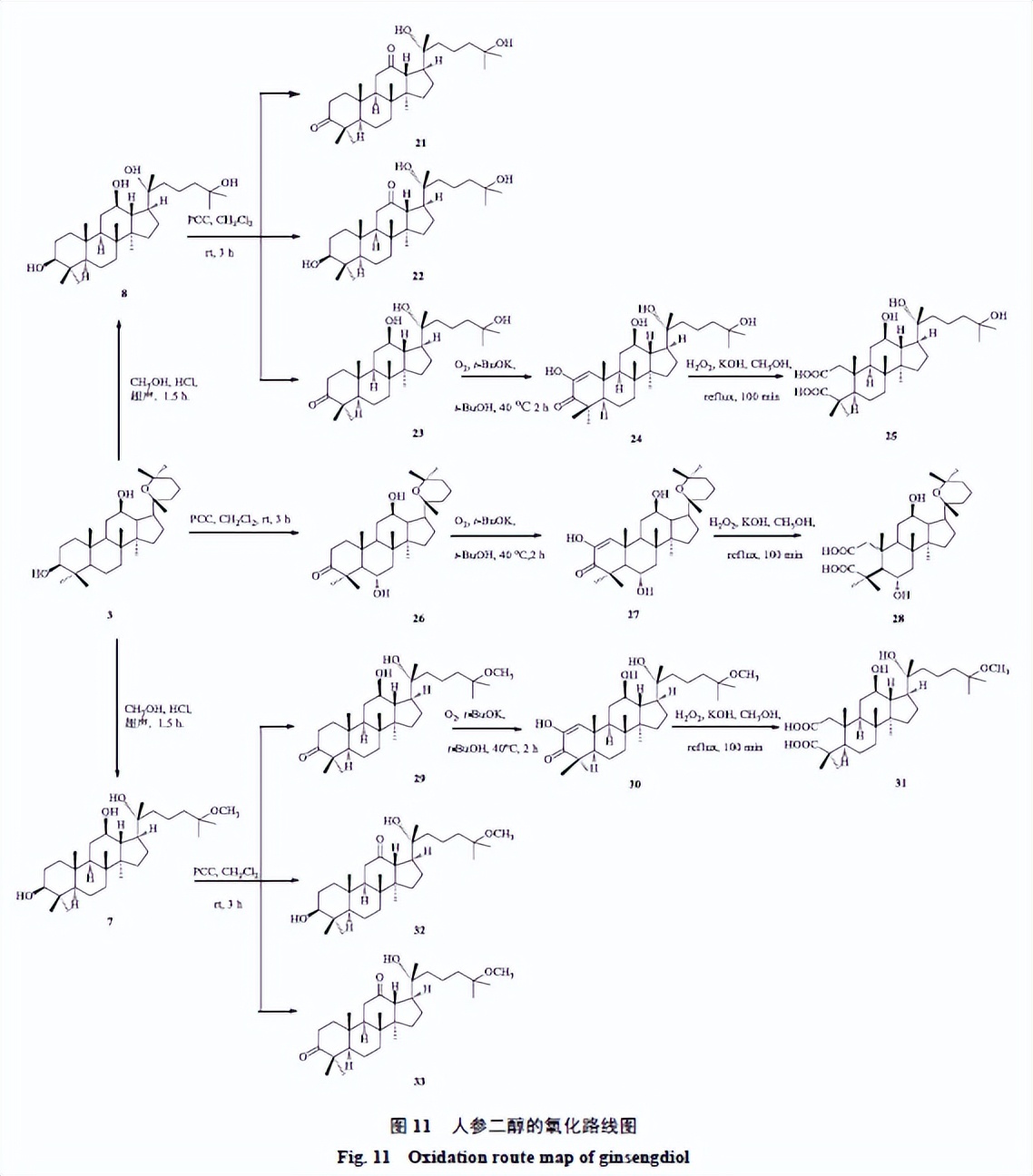 人参皂苷类化合物,人参皂苷结合物