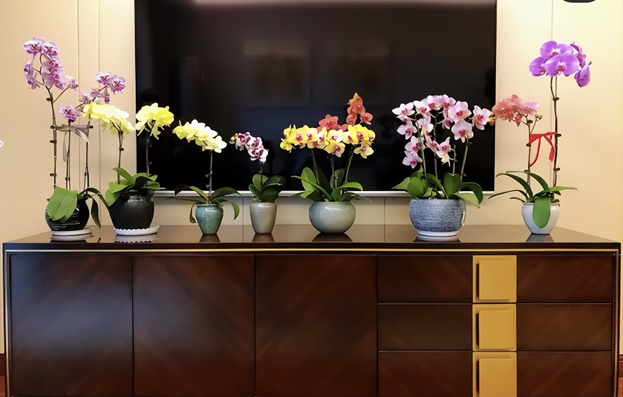 寓意吉利的花有哪些,哪一种花寓意带来好运