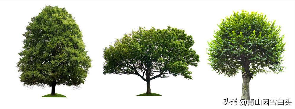 园林绿化中树木的自然美