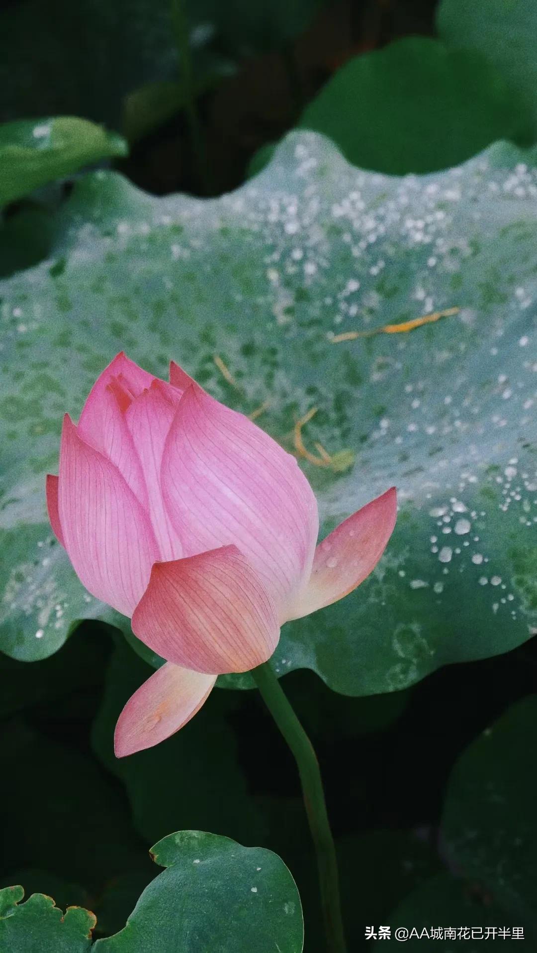 和父母借1000元被拒绝的心酸,被网友借了8万块不还怎么办