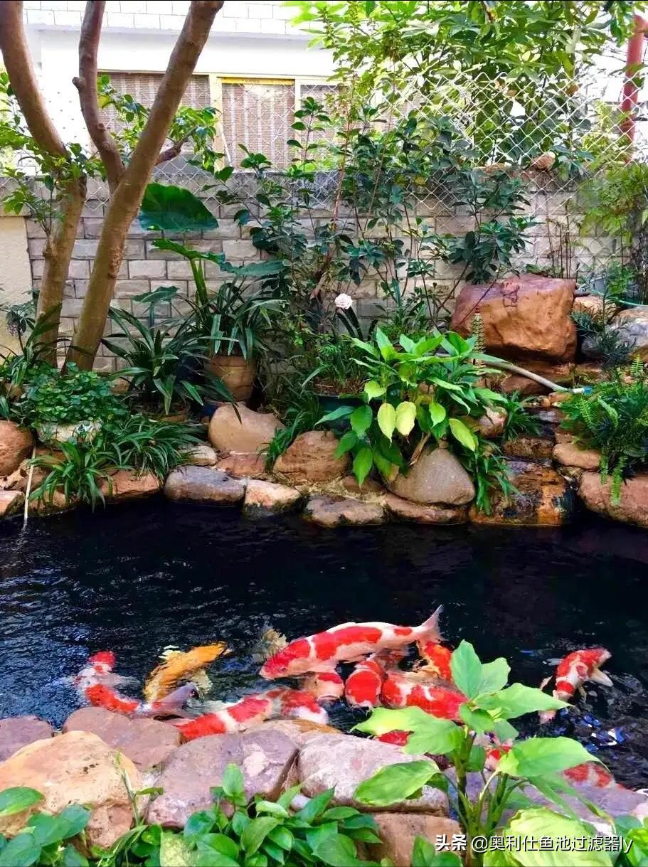 锦鲤鱼池水面有泡沫怎样解决,锦鲤鱼池水面起泡