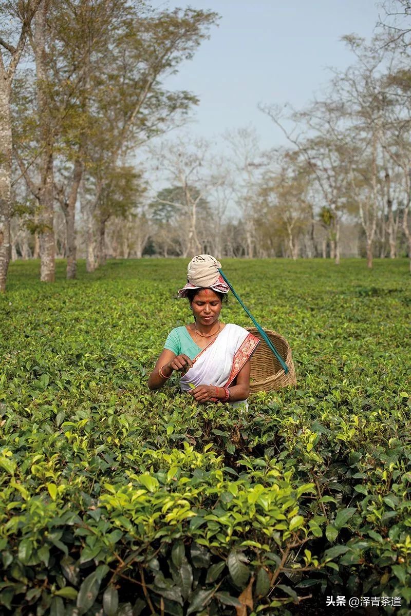 世界十大茶日,国际茶日英文版