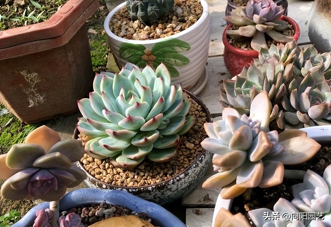 冬天多肉被冻得软了还能活吗,冬天买多肉能活吗