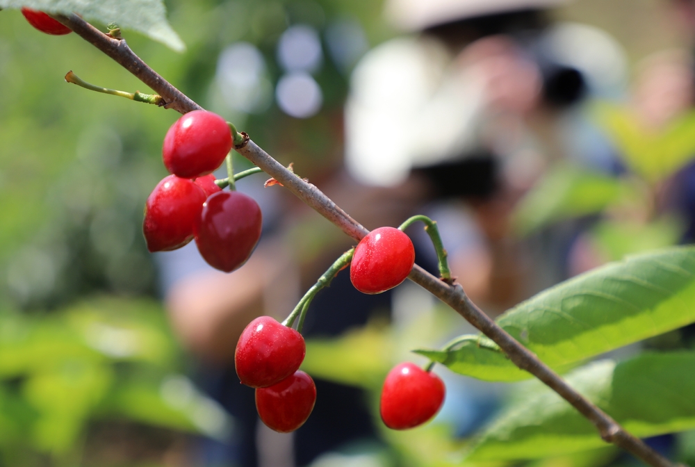 红玛瑙樱桃米易,米易县樱桃红
