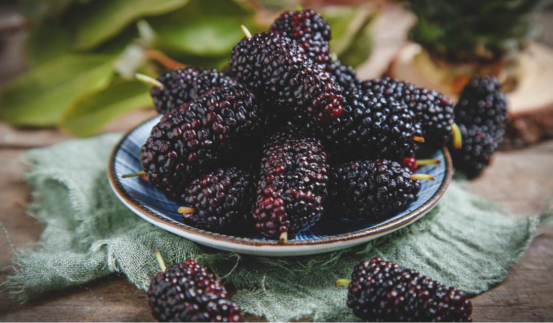 桑葚健脑益智,干桑葚加什么补肾阳虚