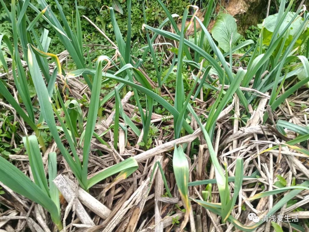 种植大蒜买什么样的大蒜好视频,红皮大蒜种植对气候要求高吗