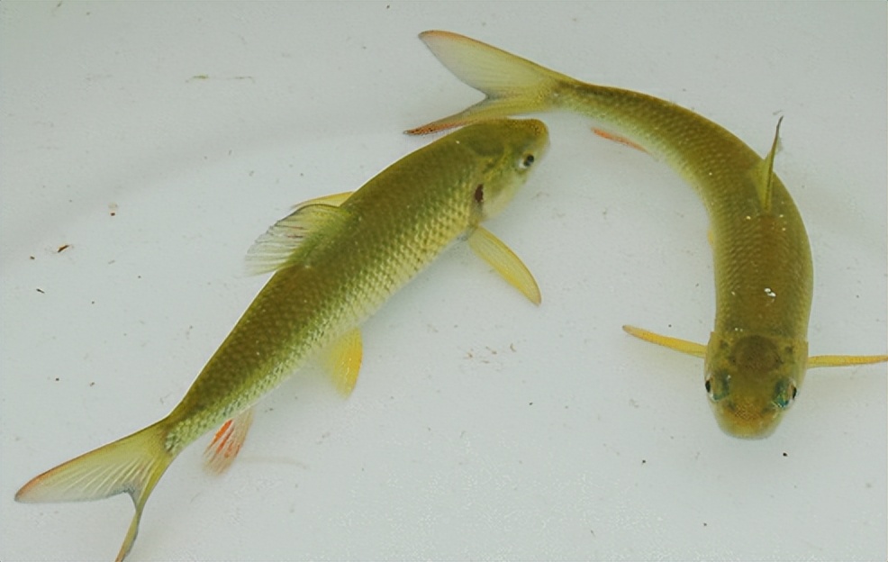 各种常见淡水鱼价格排名,常见淡水鱼大全钓友值得收藏