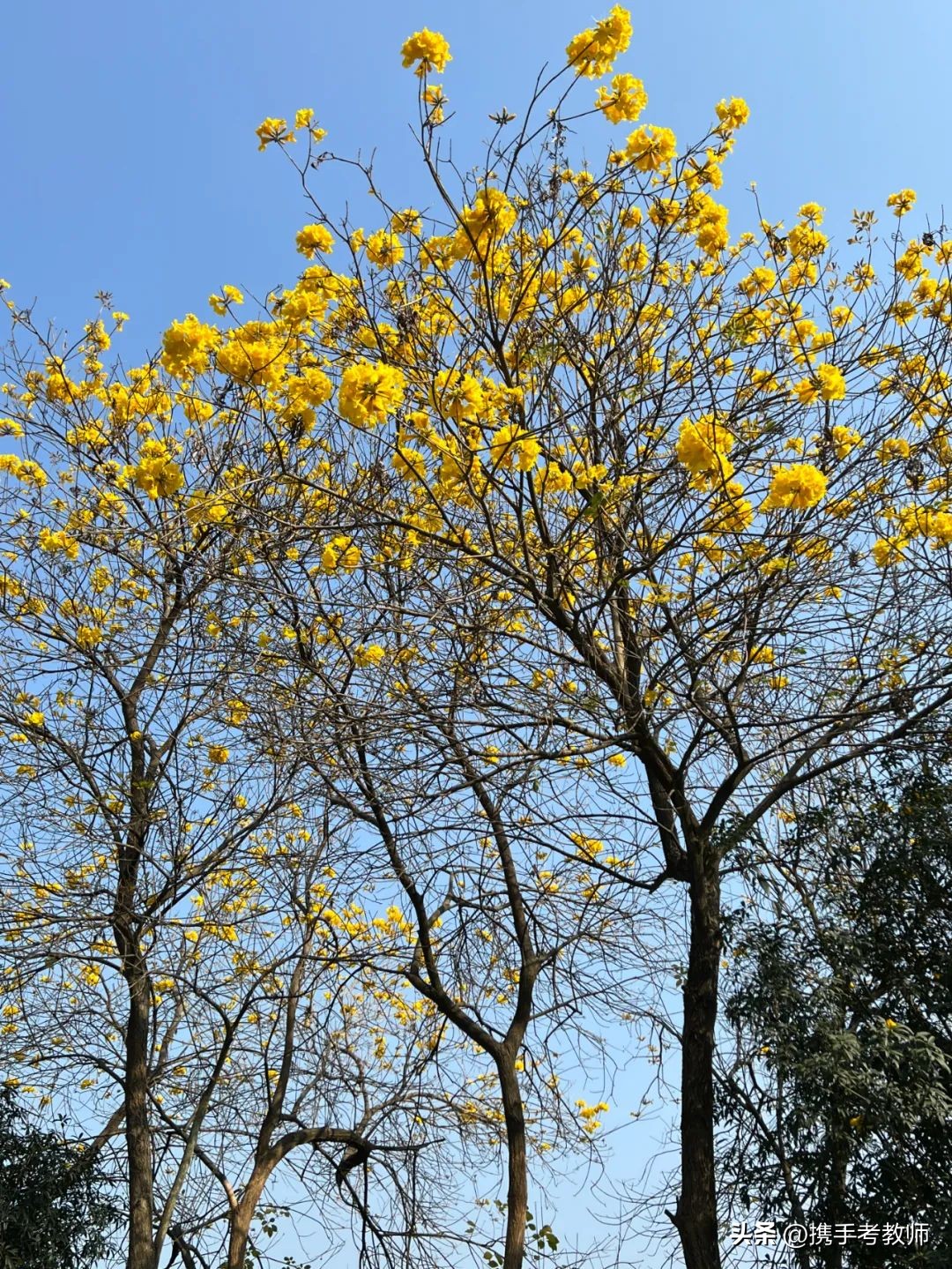 黄花风铃木品种介绍,黄花风铃木生长缓慢