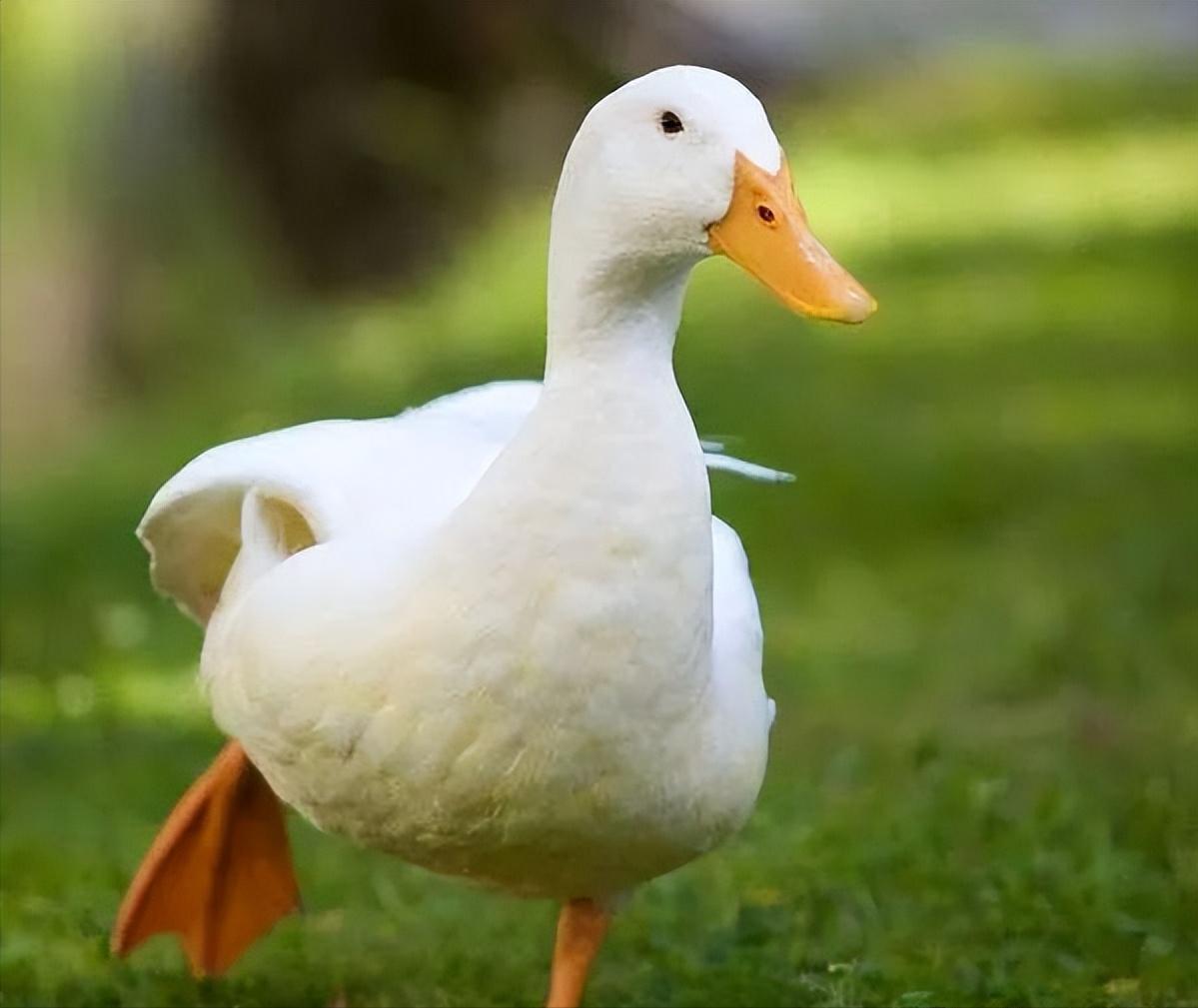 被美国人偷走的熊猫,被美国带回来的熊猫