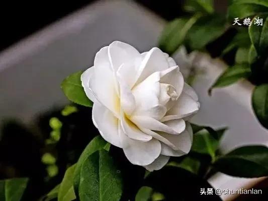 山茶花纯音乐,山茶花