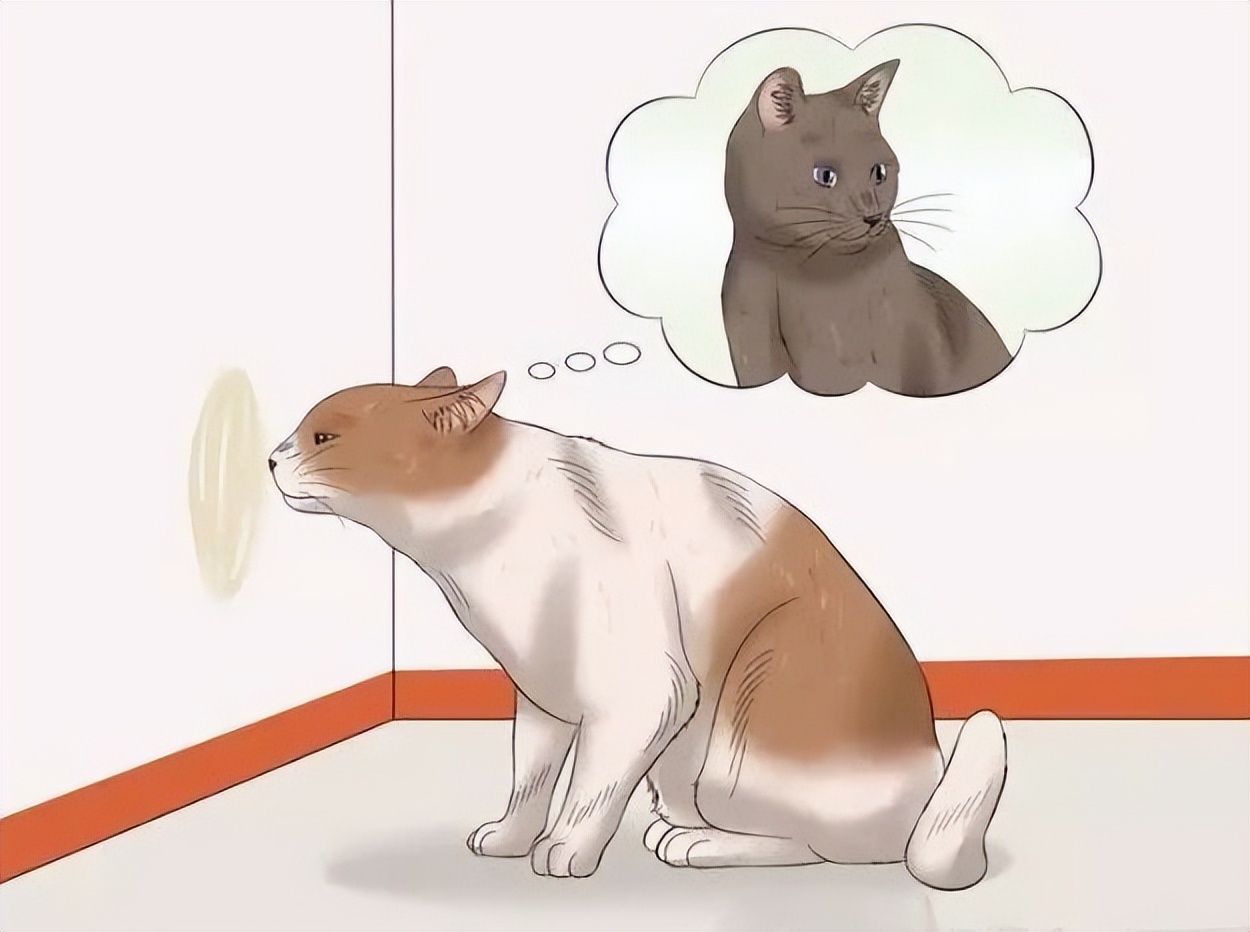 猫咪膀胱炎好了又乱尿怎么办,如何防止猫咪在床上乱拉乱尿