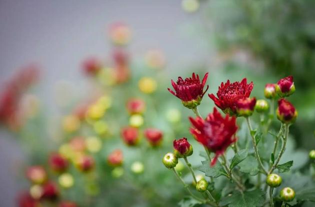 骨子里的高贵灵魂深处的优雅,骨子里的高贵感悟