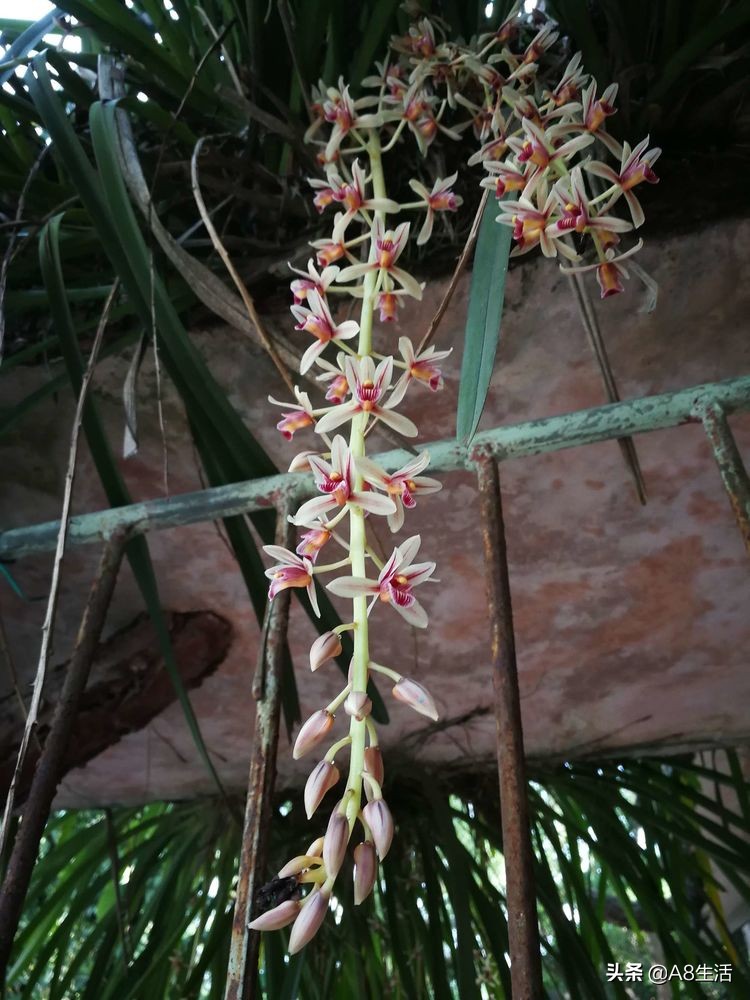 带你认识中华兰花纹瓣兰,顶级纹瓣兰图片