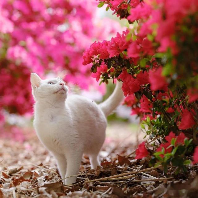 养宠物会经常被宠物抓伤,养宠物如何防护猫狗抓伤