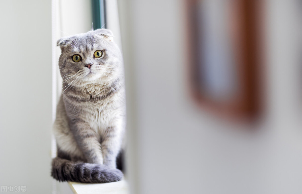 如何让爱叫的猫闭嘴,怎么让脾气暴的猫猫变温柔