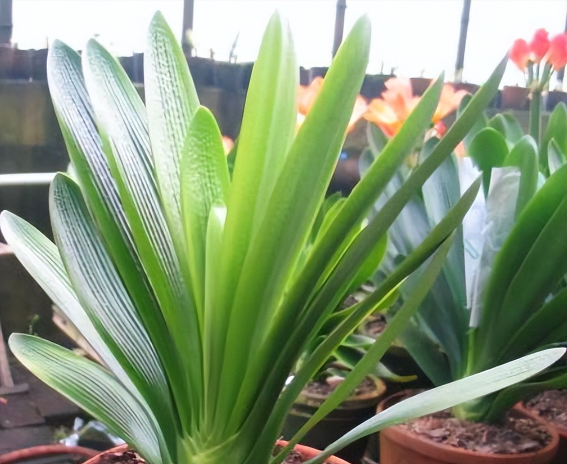 君子兰什么时候可以矫正叶子,君子兰一季看花三季看果四季观叶
