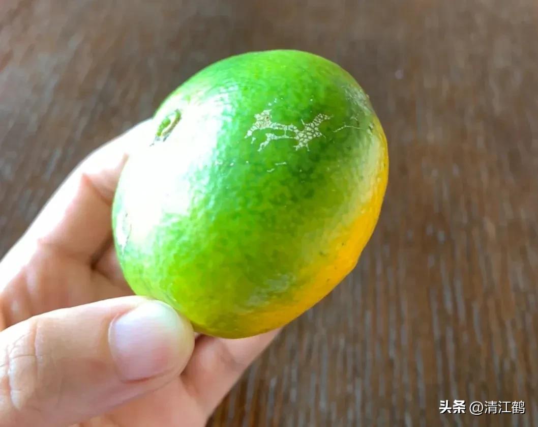 如何防柑橘成熟期低温落果,柑橘返青后怎样脱青