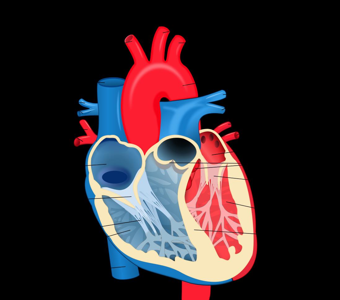 心脏跳动的极限是2亿次,人的心脏一辈子跳动大约30亿次