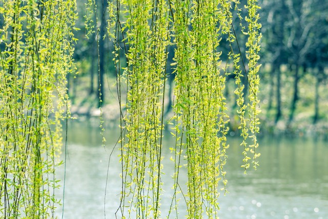 柔丝弄早春,柳枝婀娜醉春风,期盼好事要发生