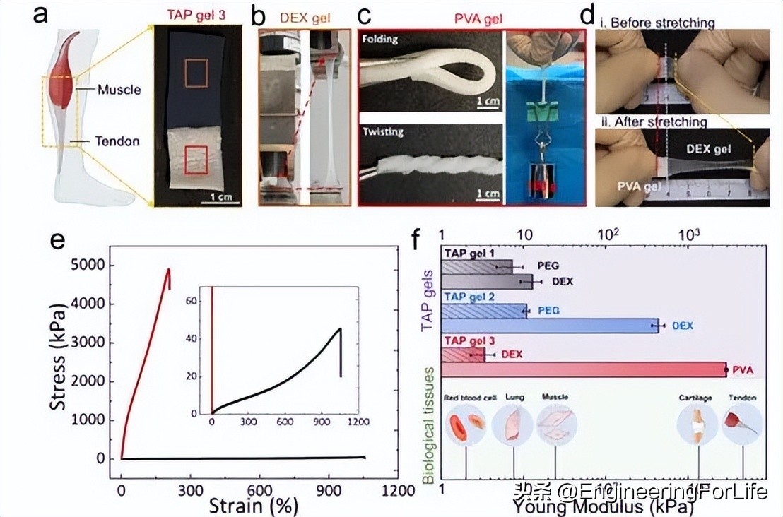 《Nat.Commun.》：高性能异质双水相凝胶！一步制备！