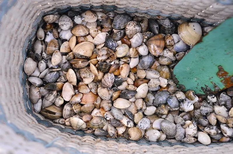 秦皇岛赶海退潮时间表,秦皇岛几点退潮赶海能捡到海鲜