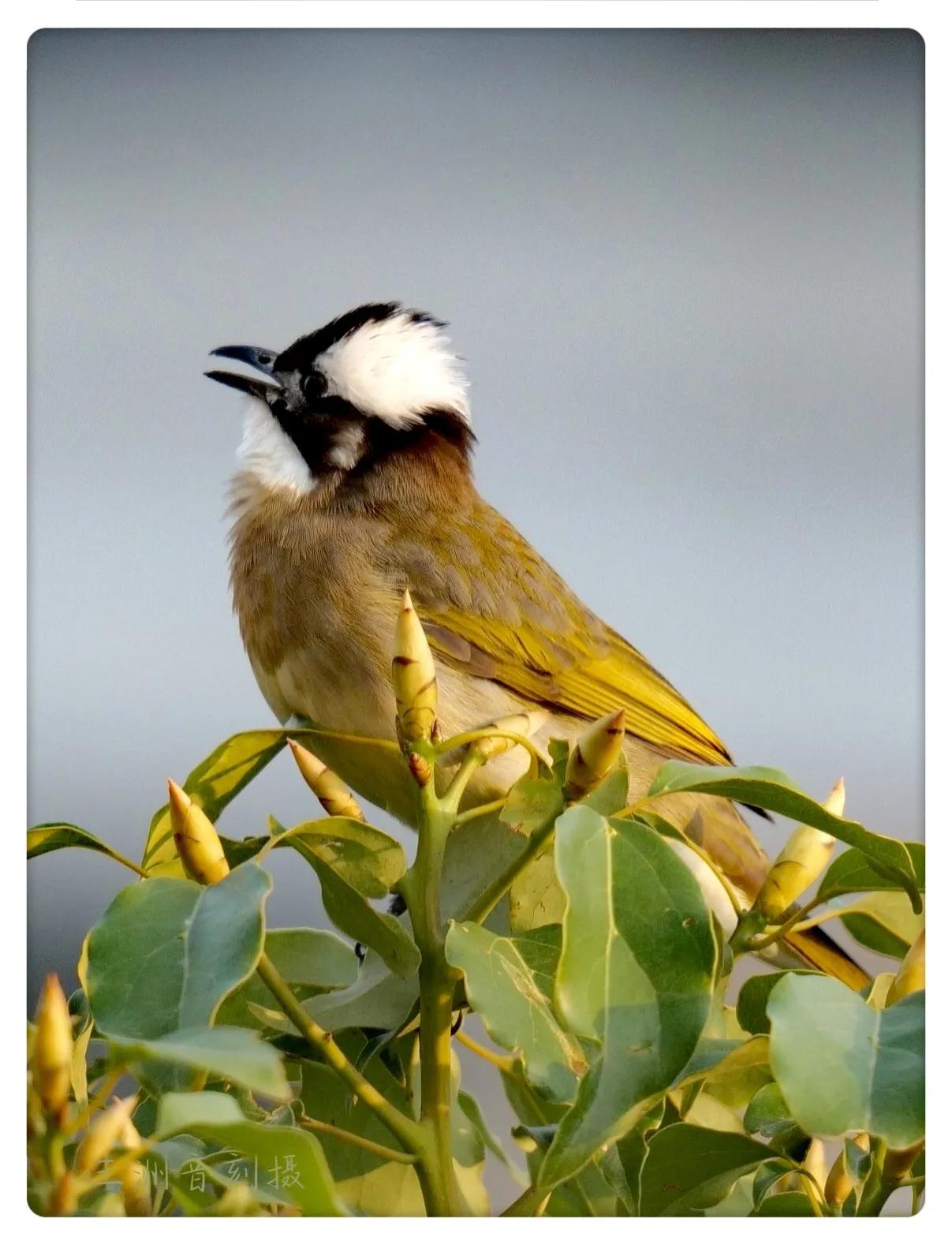 上海国际汽车城安亭,上海安亭国际汽车城