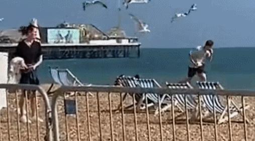 喂过一次大连海鸥，人类就要为自己的弱小羞愧