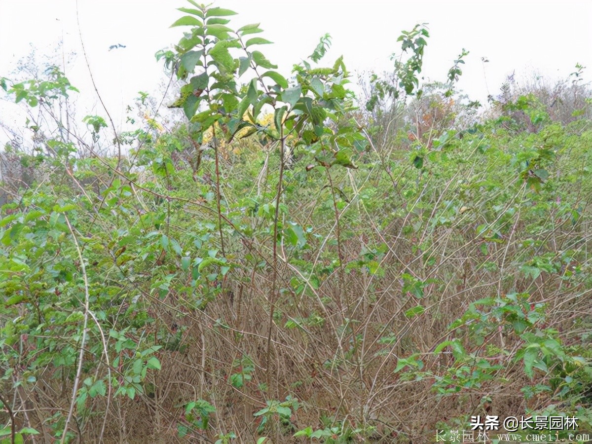 上海优质金银木价格,金银木价格一览表