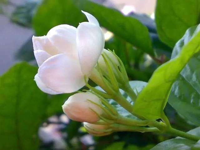 茉莉花开花时间,茉莉花开大结局