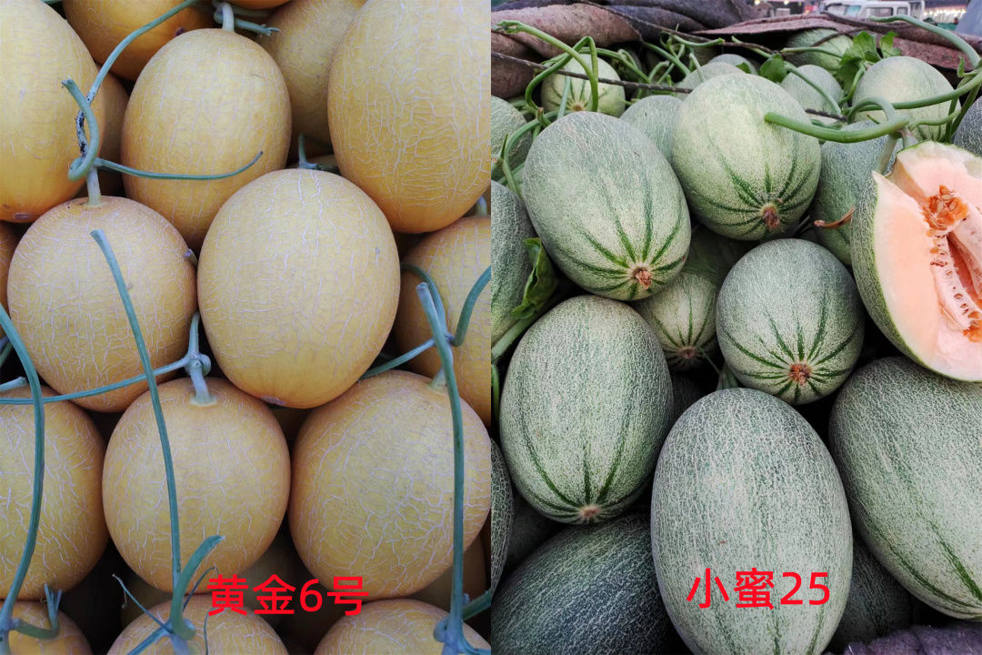 甜瓜新品种5762的种子价格,全国甜瓜价格最新行情