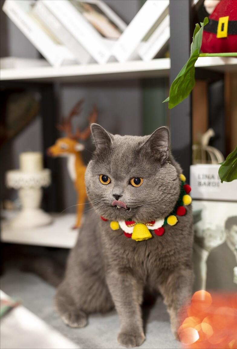 为什么弃养蓝猫的那么多,英短蓝猫频繁被弃养的原因