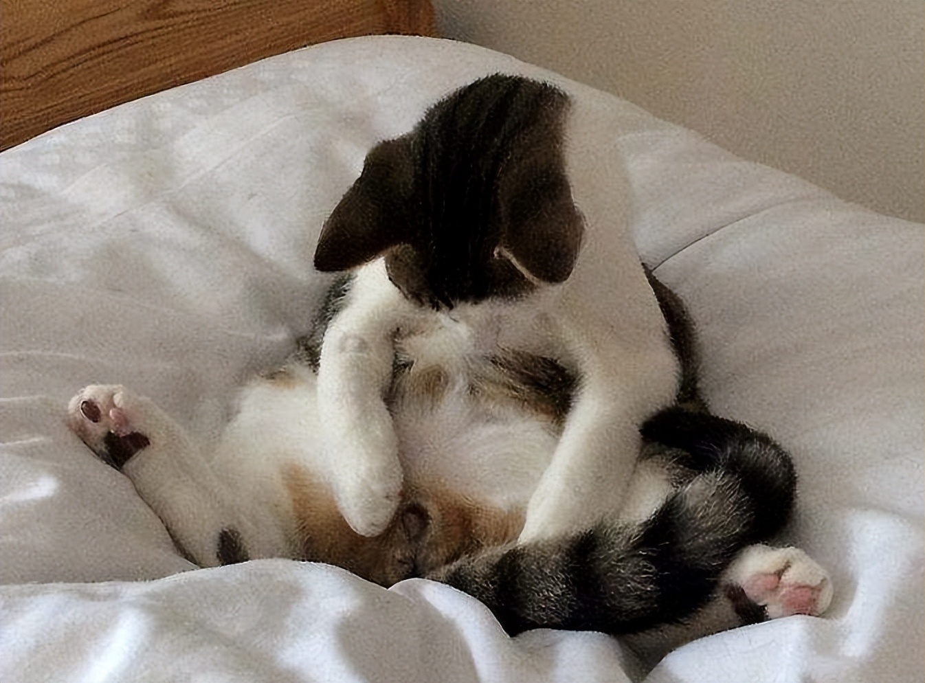 猫咪做完绝育需要注意啥,猫咪做了绝育以后注意事项