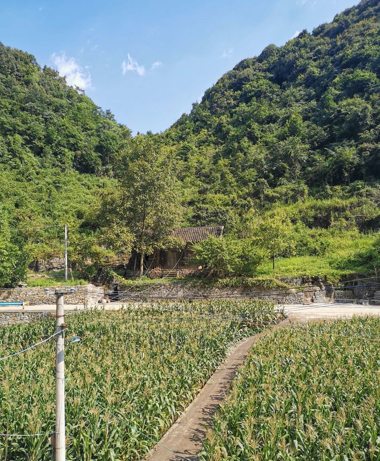 纪念初中毕业五十周年谢老师教育赞母校巨变