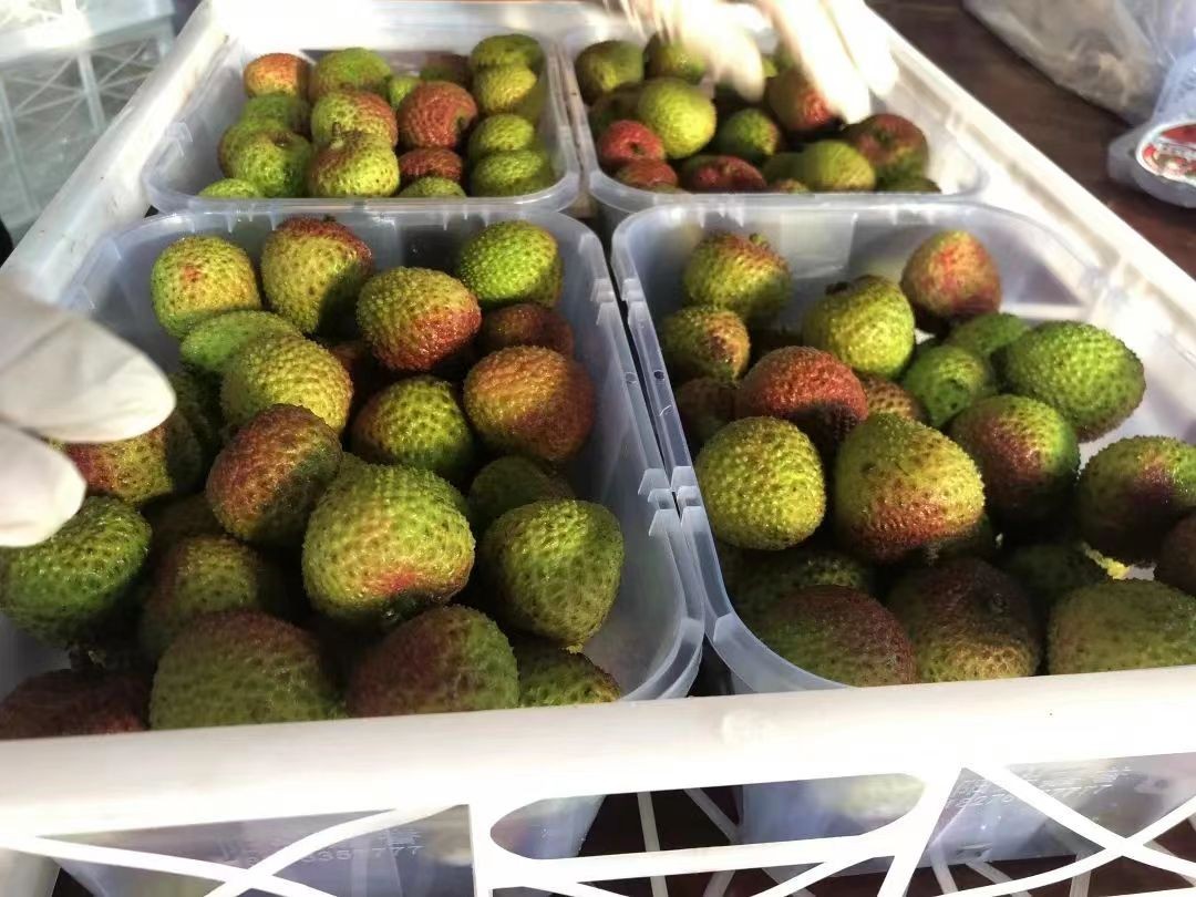 妃子笑收购价2元一斤,妃子笑荔枝收购价