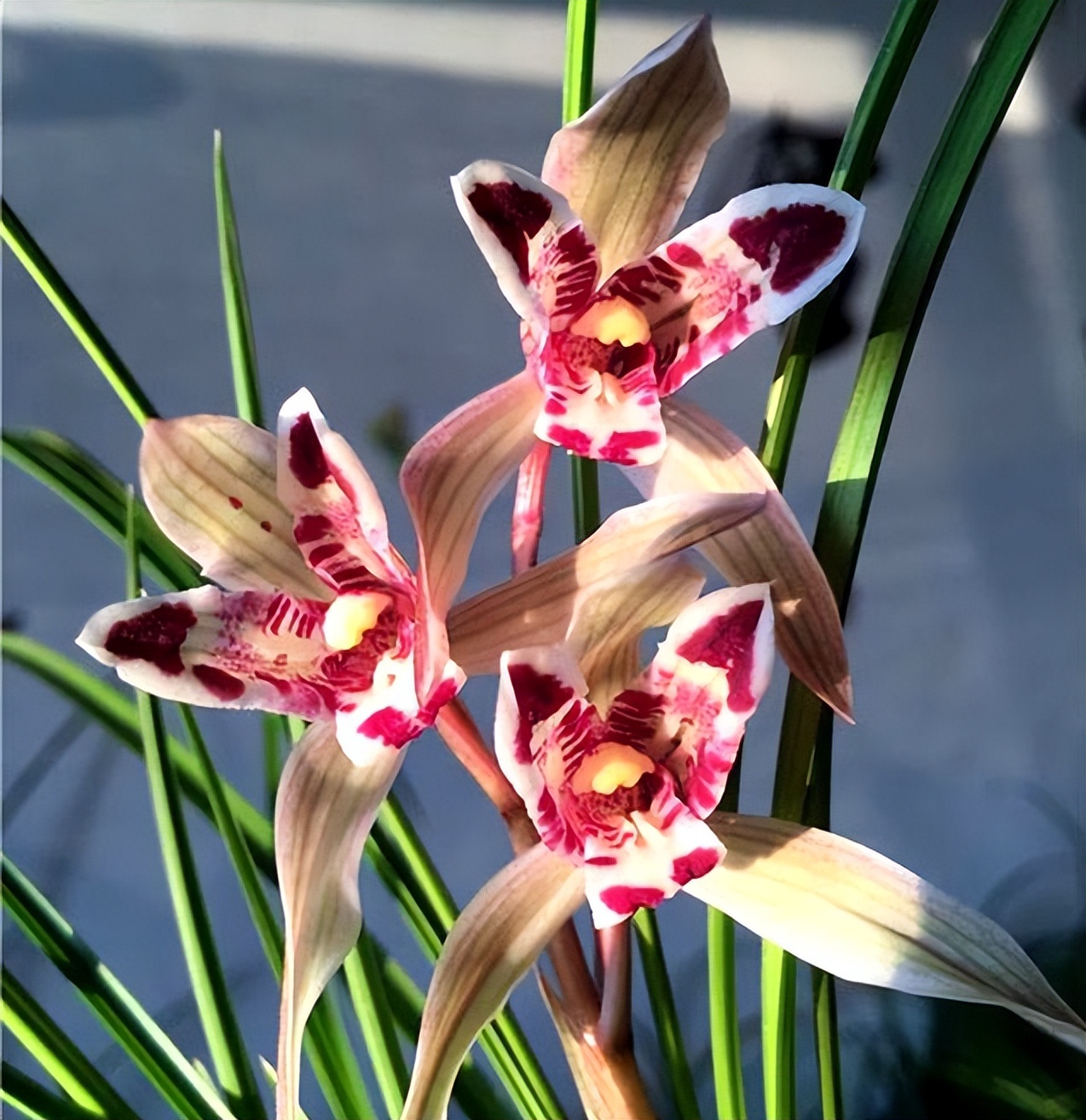 此兰为我国“独有”，花似彩蝶，寓意吉祥，让人过目难忘