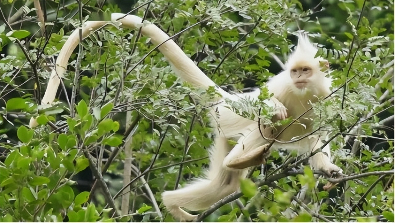 神话是真的！山东诞生珍稀“雪虎”，全身纯白，概率十万分之一